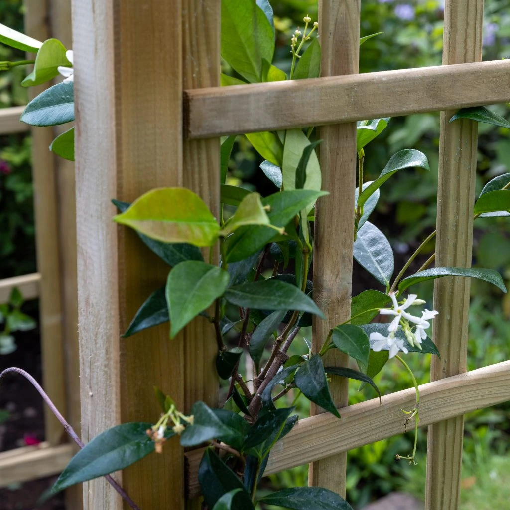 Forest Classic Dome Top Arch 5 Forest Classic Dome Top Arch - Image 3