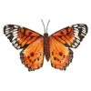 Primus Large Metal Orange Butterfly Wall Art -Garden Furniture Sales PA1707