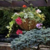 Tom Chambers Decorative Hanging Basket -Garden Furniture Sales hb010 decorative hanging basket planted up