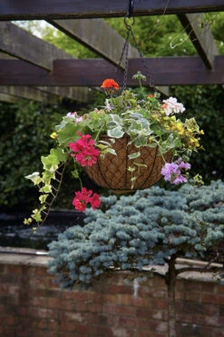 Tom Chambers Decorative Hanging Basket